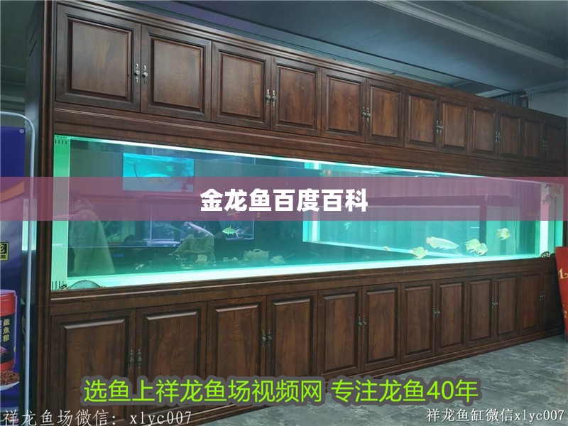 金龍魚百度百科 金龍魚百度百科 龍魚百科 第1張