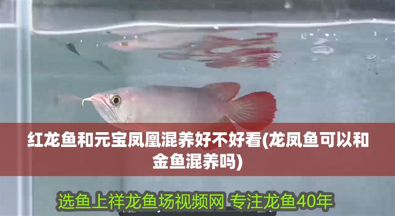 紅龍魚和元寶鳳凰混養好不好看(龍鳳魚可以和金魚混養嗎)