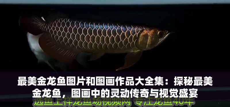 最美金龍魚圖片和圖畫作品大全集：探秘最美金龍魚，圖畫中的靈動傳奇與視覺盛宴