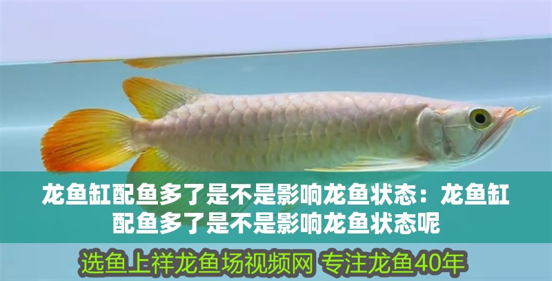 龍魚缸配魚多了是不是影響龍魚狀態：龍魚缸配魚多了是不是影響龍魚狀態呢