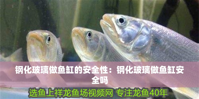 鋼化玻璃做魚缸的安全性：鋼化玻璃做魚缸安全嗎