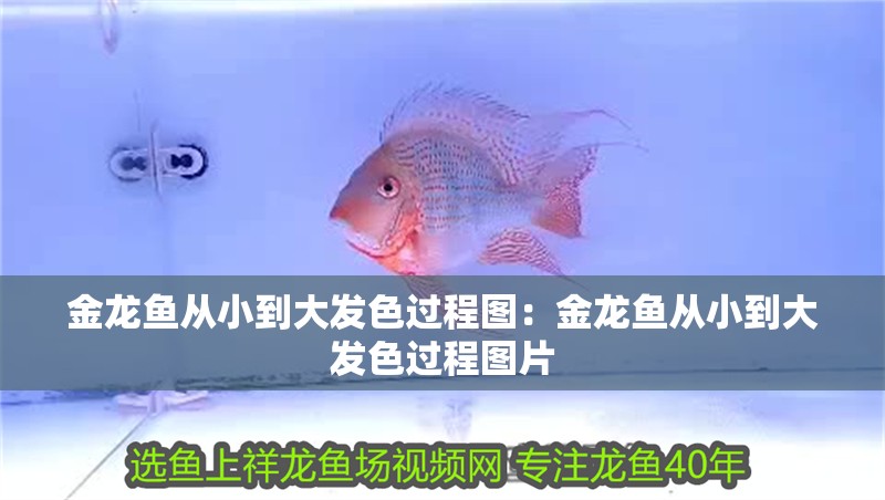 金龍魚從小到大發色過程圖：金龍魚從小到大發色過程圖片