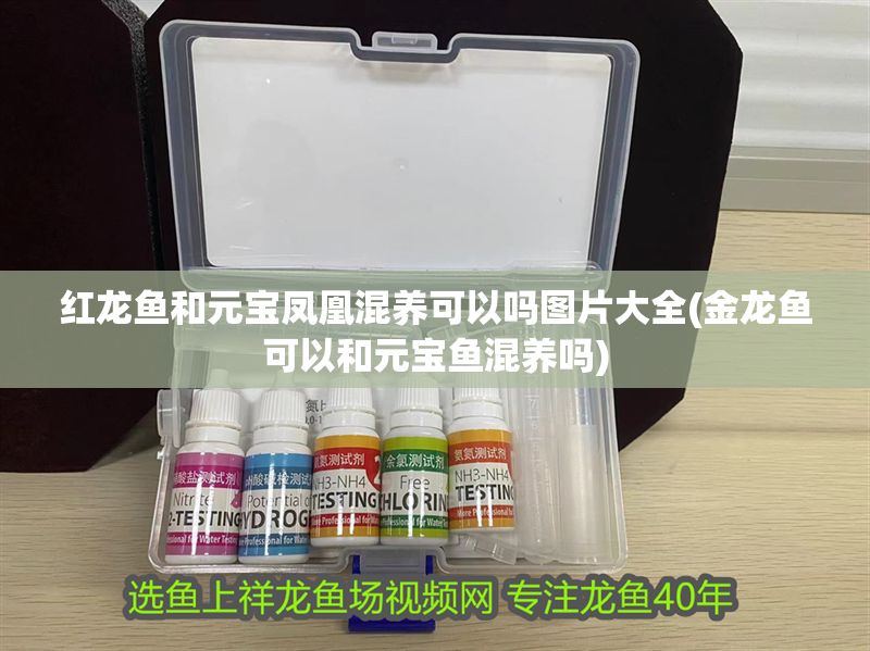 紅龍魚(yú)和元寶鳳凰混養(yǎng)可以嗎圖片大全(金龍魚(yú)可以和元寶魚(yú)混養(yǎng)嗎) 元寶鳳凰魚(yú)百科 第1張 紅龍魚(yú)和元寶鳳凰混養(yǎng)可以嗎圖片大全(金龍魚(yú)可以和元寶魚(yú)混養(yǎng)嗎) 紅龍魚(yú)和元寶鳳凰混養(yǎng)可以嗎圖片大全(金龍魚(yú)可以和元寶魚(yú)混養(yǎng)嗎) 元寶鳳凰魚(yú)百科 第1張