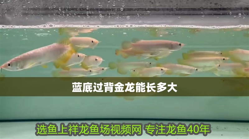 藍底過背金龍能長多大