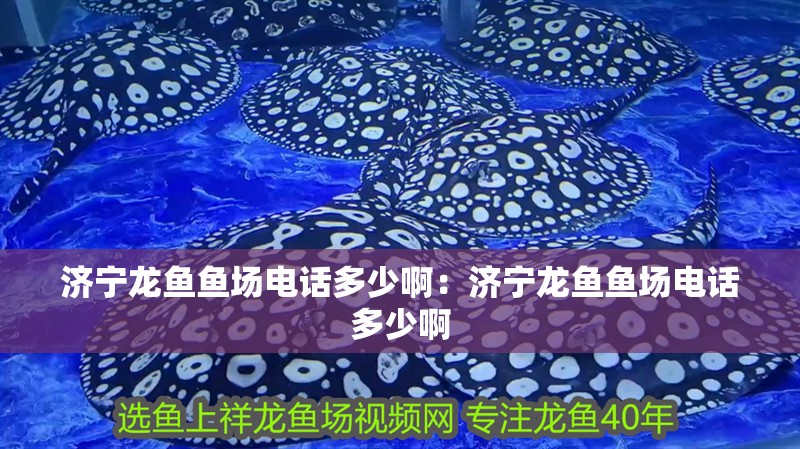 濟寧龍魚魚場電話多少啊：濟寧龍魚魚場電話多少啊