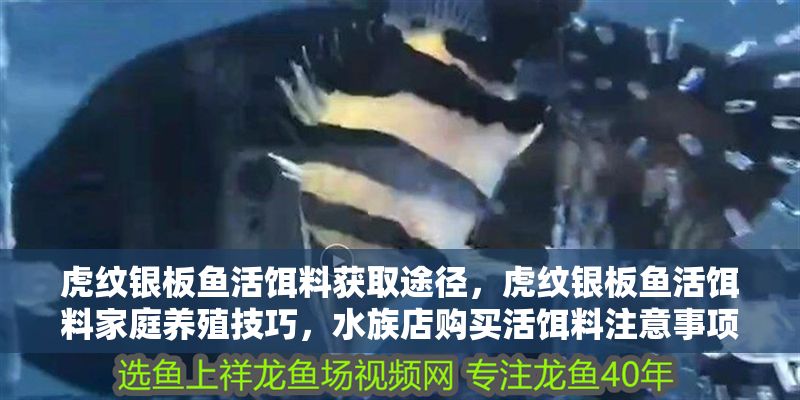 虎紋銀板魚活餌料獲取途徑，虎紋銀板魚活餌料家庭養(yǎng)殖技巧，水族店購買活餌料注意事項(xiàng)