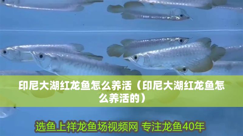 印尼大湖紅龍魚怎么養(yǎng)活（印尼大湖紅龍魚怎么養(yǎng)活的）