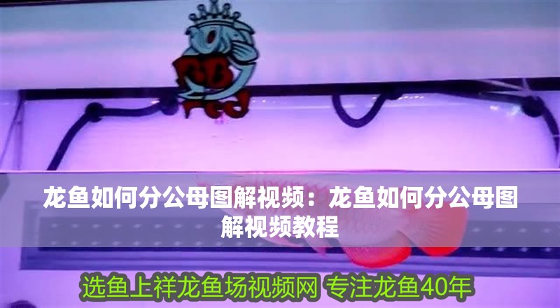 龍魚(yú)如何分公母圖解視頻：龍魚(yú)如何分公母圖解視頻教程