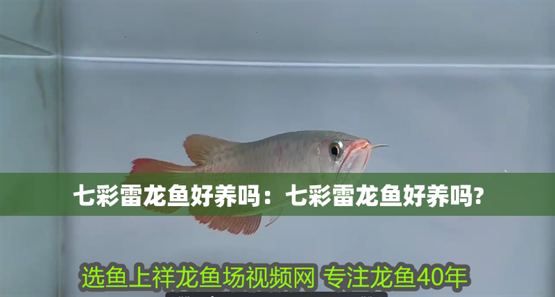 七彩雷龍魚好養嗎：七彩雷龍魚好養嗎?