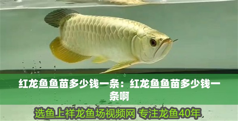 紅龍魚魚苗多少錢一條：紅龍魚魚苗多少錢一條啊