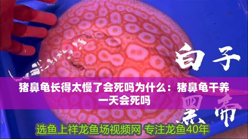 豬鼻龜長得太慢了會死嗎為什么：豬鼻龜干養(yǎng)一天會死嗎