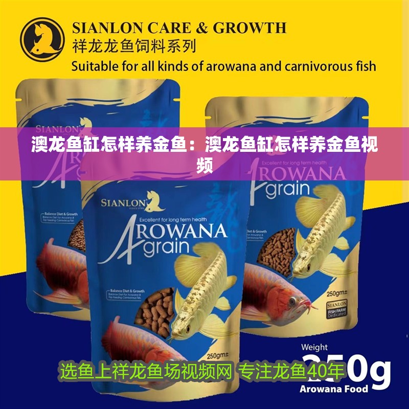 澳龍魚缸怎樣養(yǎng)金魚：澳龍魚缸怎樣養(yǎng)金魚視頻