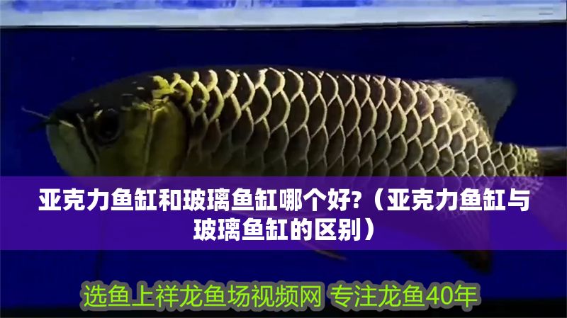 亞克力魚缸和玻璃魚缸哪個好?（亞克力魚缸與玻璃魚缸的區別）