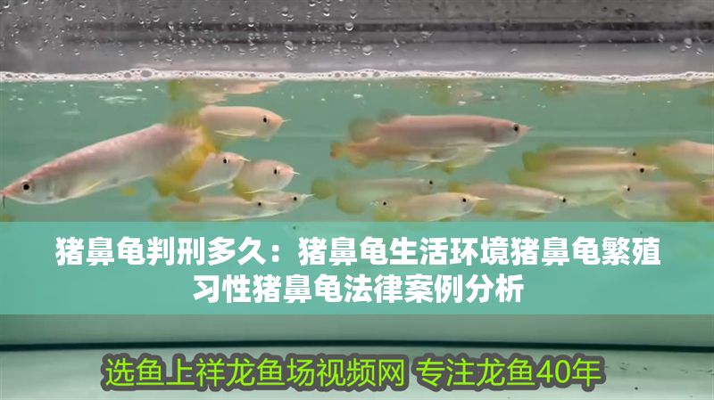 豬鼻龜判刑多久：豬鼻龜生活環境豬鼻龜繁殖習性豬鼻龜法律案例分析