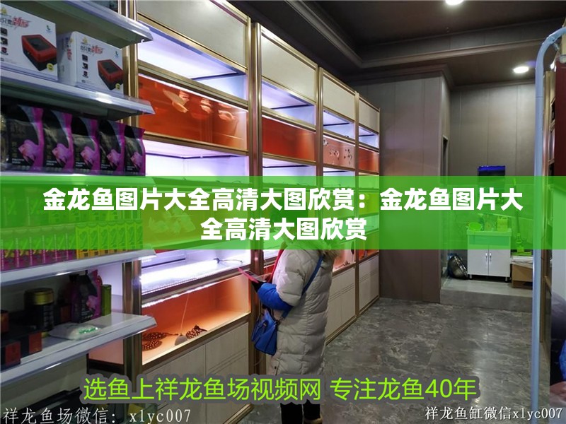 金龍魚圖片大全高清大圖欣賞：金龍魚圖片大全高清大圖欣賞