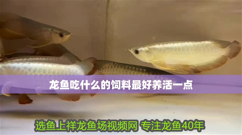 龍魚吃什么的飼料最好養活一點