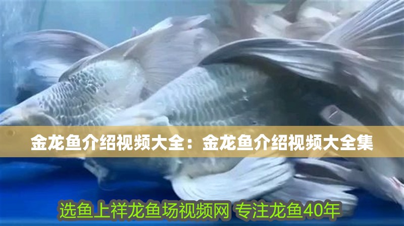 金龍魚介紹視頻大全：金龍魚介紹視頻大全集