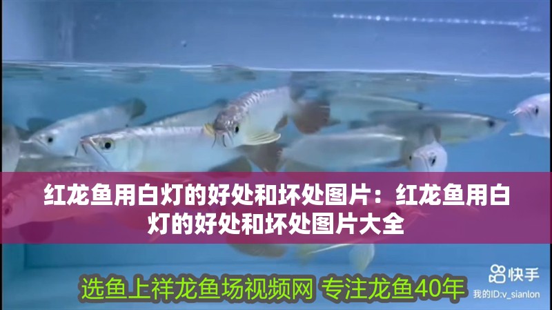 紅龍魚用白燈的好處和壞處圖片：紅龍魚用白燈的好處和壞處圖片大全
