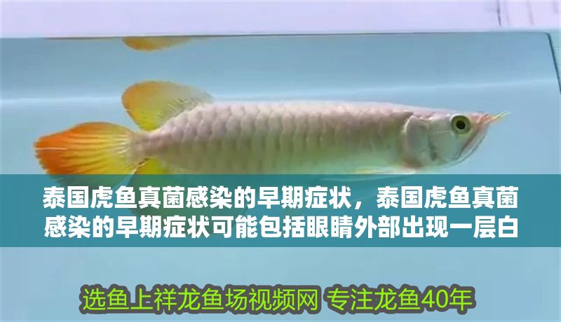 泰國虎魚真菌感染的早期癥狀，泰國虎魚真菌感染的早期癥狀可能包括眼睛外部出現一層白色云狀物