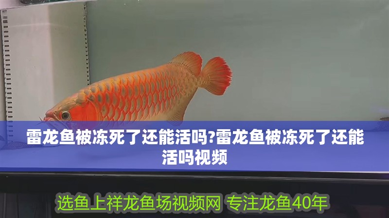 雷龍魚被凍死了還能活嗎?雷龍魚被凍死了還能活嗎視頻
