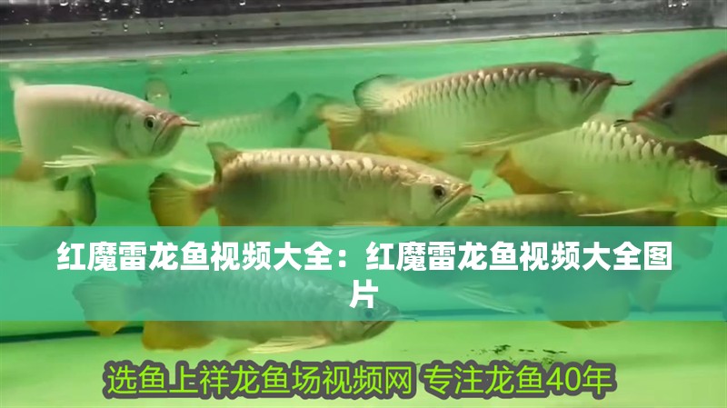 紅魔雷龍魚視頻大全：紅魔雷龍魚視頻大全圖片