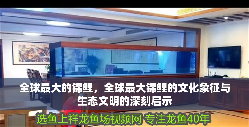 全球最大的錦鯉，全球最大錦鯉的文化象征與生態文明的深刻啟示