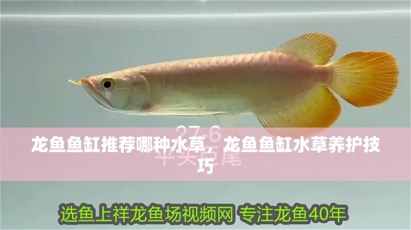 龍魚魚缸推薦哪種水草，龍魚魚缸水草養護技巧