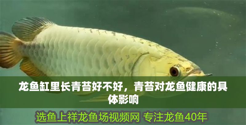 龍魚缸里長青苔好不好，青苔對龍魚健康的具體影響