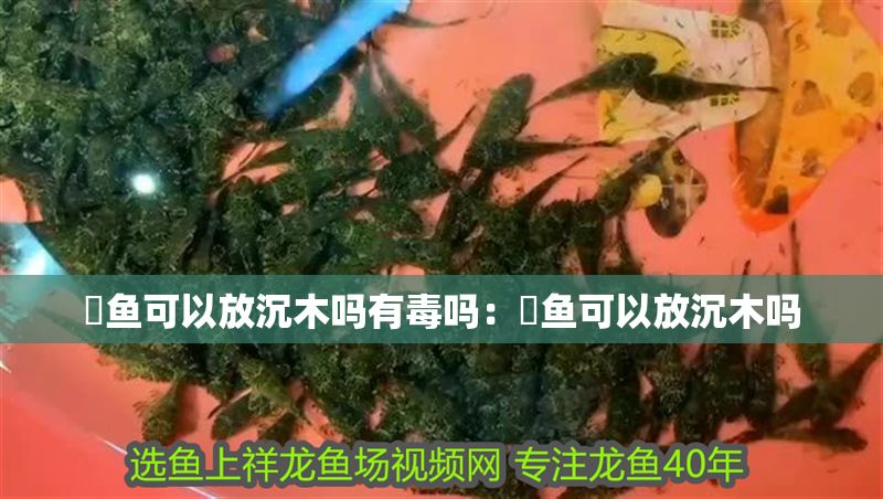 魟魚(yú)可以放沉木嗎有毒嗎：魟魚(yú)可以放沉木嗎