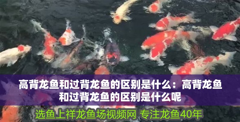 高背龍魚和過背龍魚的區(qū)別是什么：高背龍魚和過背龍魚的區(qū)別是什么呢