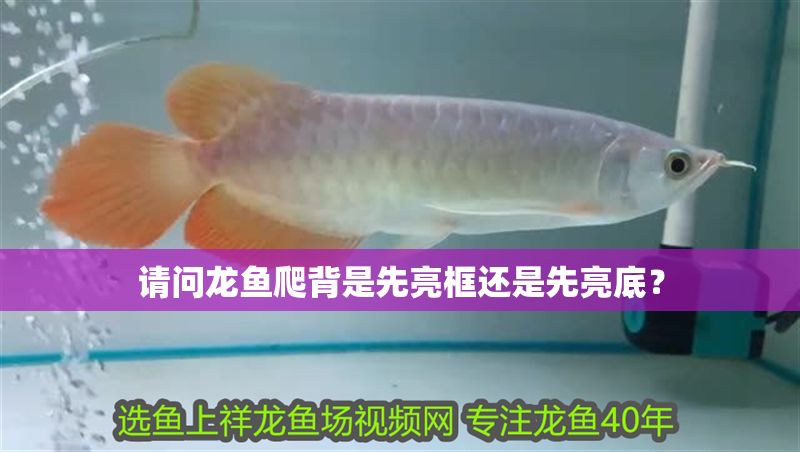 請(qǐng)問(wèn)龍魚爬背是先亮框還是先亮底？
