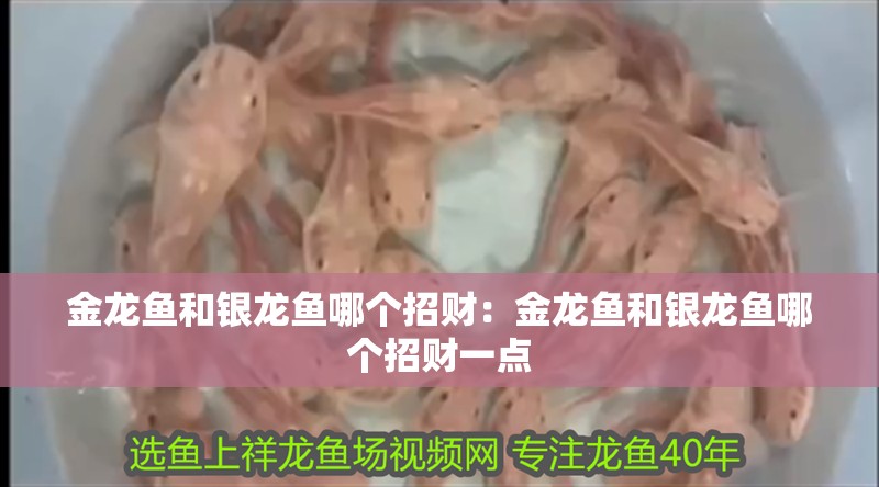 金龍魚和銀龍魚哪個招財：金龍魚和銀龍魚哪個招財一點