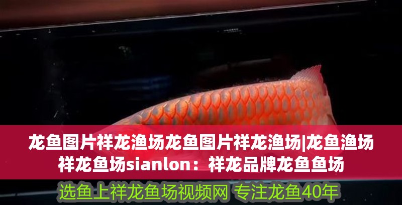 龍魚圖片祥龍漁場龍魚圖片祥龍漁場|龍魚漁場祥龍魚場sianlon：祥龍品牌龍魚魚場