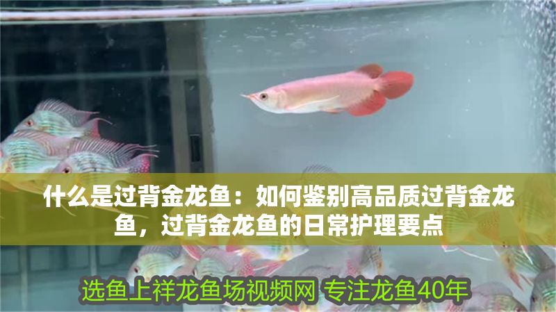 什么是過背金龍魚：如何鑒別高品質過背金龍魚，過背金龍魚的日常護理要點 什么是過背金龍魚：如何鑒別高品質過背金龍魚，過背金龍魚的日常護理要點 金龍魚百科 第1張