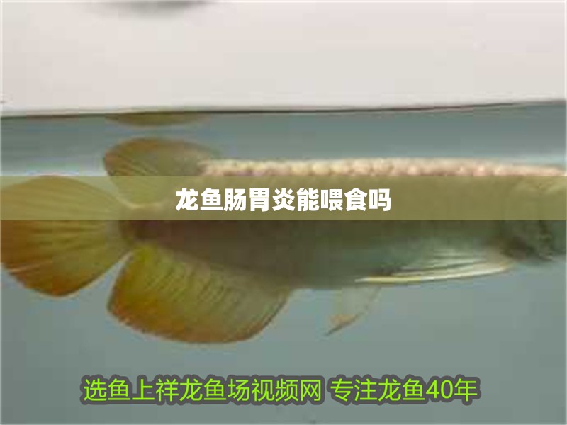 龍魚腸胃炎能喂食嗎