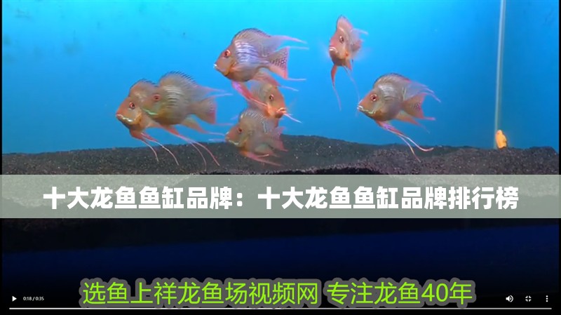 十大龍魚魚缸品牌：十大龍魚魚缸品牌排行榜