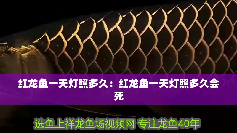 紅龍魚一天燈照多久：紅龍魚一天燈照多久會死