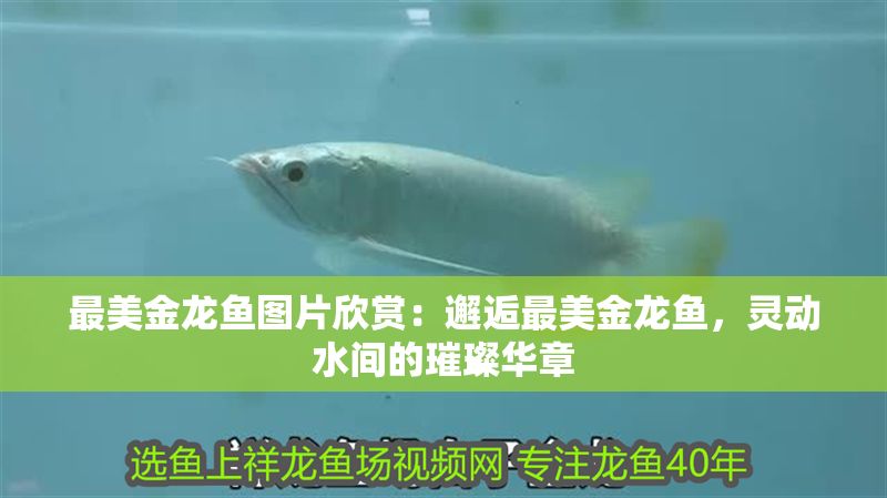最美金龍魚圖片欣賞：邂逅最美金龍魚，靈動水間的璀璨華章