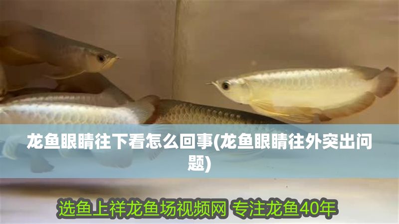 龍魚(yú)眼睛往下看怎么回事(龍魚(yú)眼睛往外突出問(wèn)題)