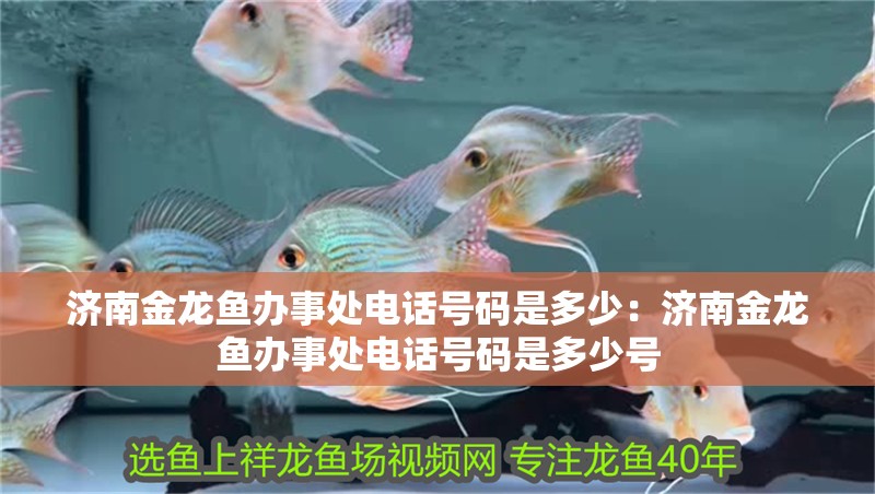 濟南金龍魚辦事處電話號碼是多少：濟南金龍魚辦事處電話號碼是多少號
