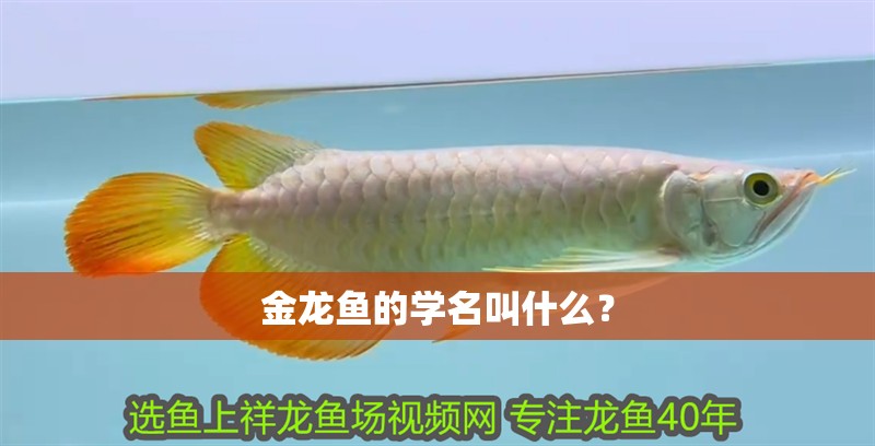 金龍魚的學(xué)名叫什么？