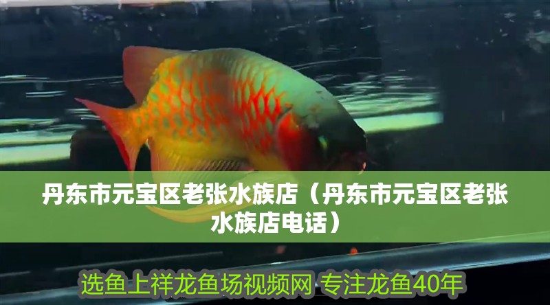 丹東市元寶區(qū)老張水族店（丹東市元寶區(qū)老張水族店電話）