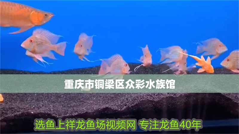 重慶市銅梁區眾彩水族館