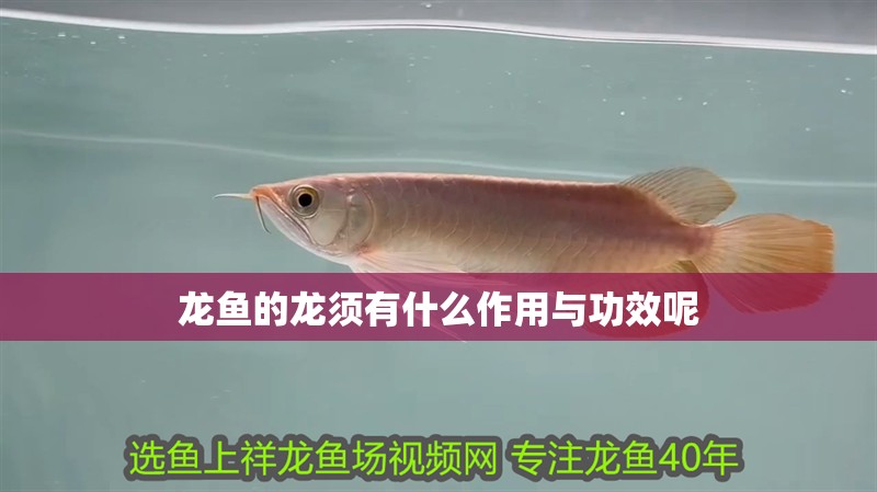 龍魚的龍須有什么作用與功效呢