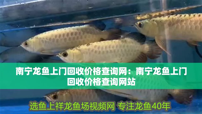 南寧龍魚上門回收價格查詢網：南寧龍魚上門回收價格查詢網站 南寧龍魚上門回收價格查詢網：南寧龍魚上門回收價格查詢網站 水族問答