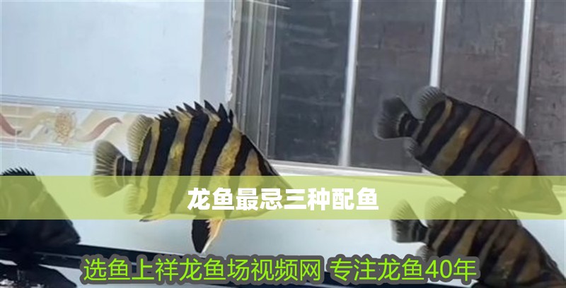 龍魚最忌三種配魚