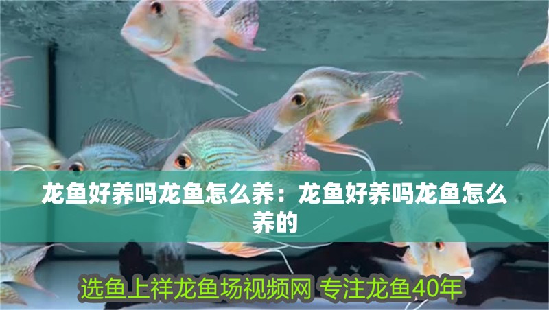 龍魚好養嗎龍魚怎么養：龍魚好養嗎龍魚怎么養的