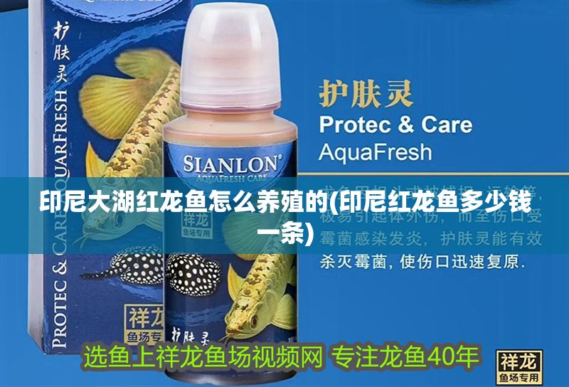 詳細(xì)閱讀:印尼大湖紅龍魚怎么養(yǎng)殖的(印尼紅龍魚多少錢一條) 印尼大湖紅龍魚怎么養(yǎng)殖的(印尼紅龍魚多少錢一條)
