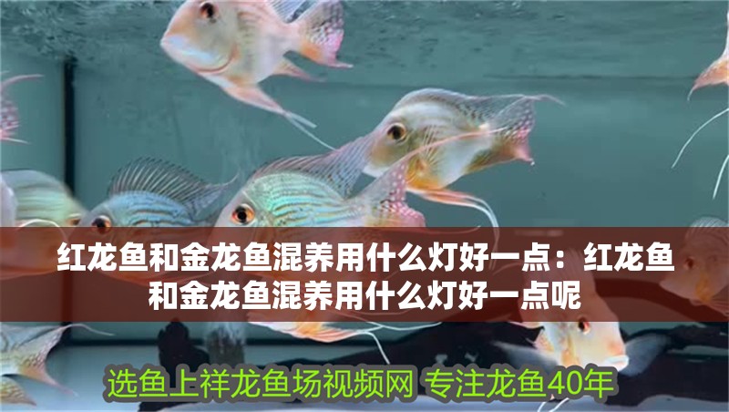 紅龍魚和金龍魚混養用什么燈好一點：紅龍魚和金龍魚混養用什么燈好一點呢