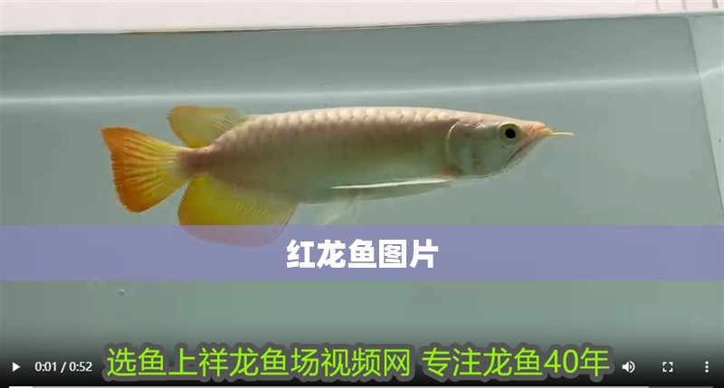 紅龍魚圖片